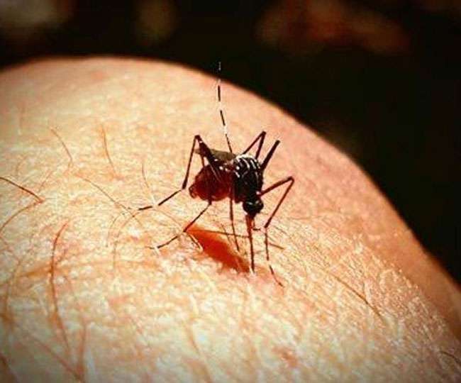 Dengue mosquitoes take advantage of this deficiency in your body ...