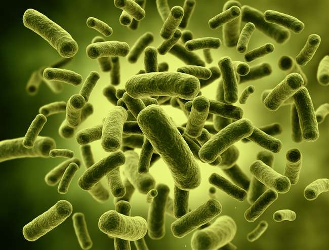 अभी साफ नहीं है गंगा जल, 48 गुना ज्यादा मिले कोलीफार्म बैक्टीरिया - forty  eight times more coliform bacteria met in ganga river