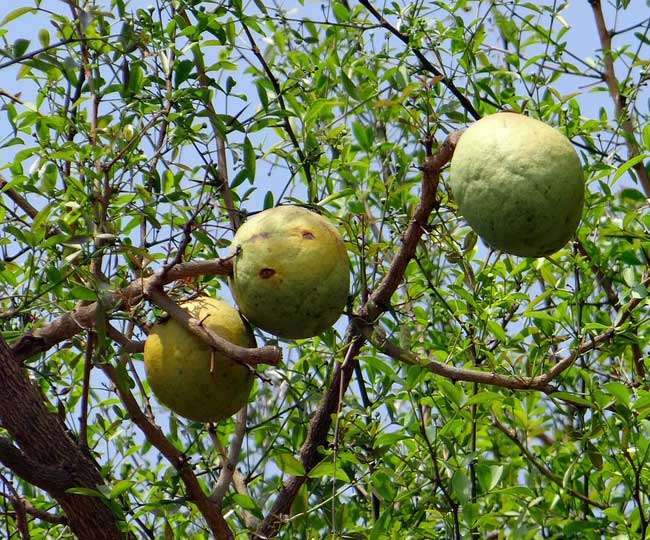 Significance of Bel Patra in Hindu Puja and Rituals Jagran Special