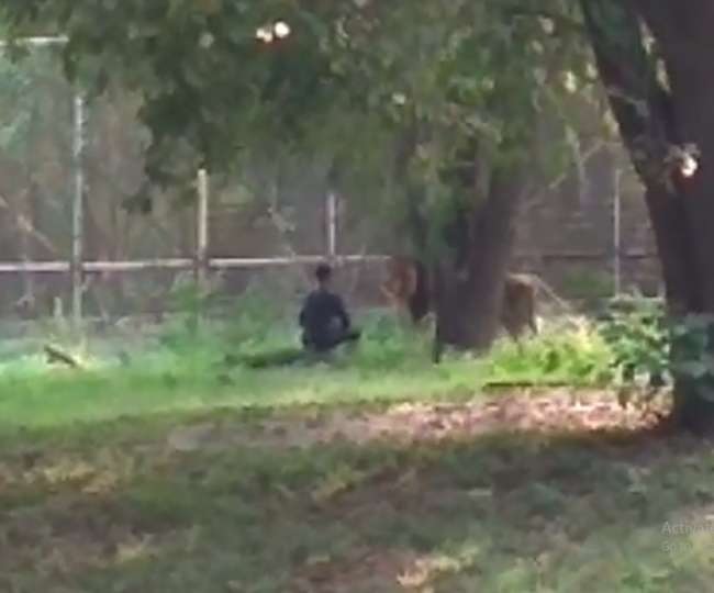 Image result for A man from Bihar entered lion enclosure in Delhi Zoo