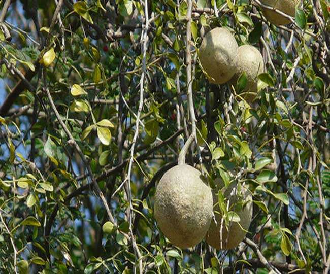 Surprising health benefits of wood apple