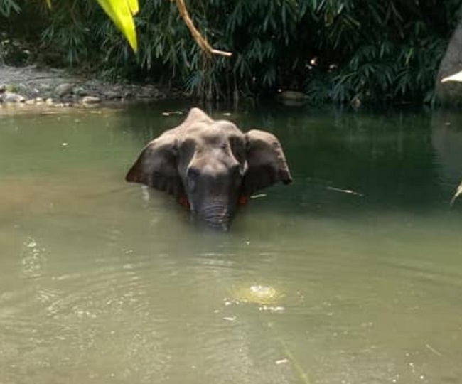 Fed with firecracker-filled pineapples, pregnant elephant dies in river in Kerala