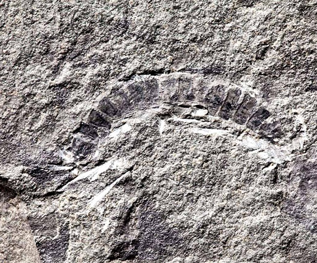 FOUND Millipede fossil discovered is world's oldest known land animal