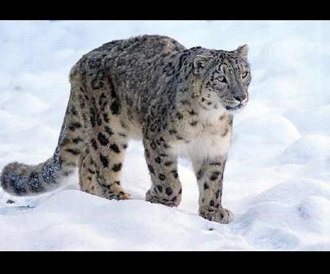 endangered animal