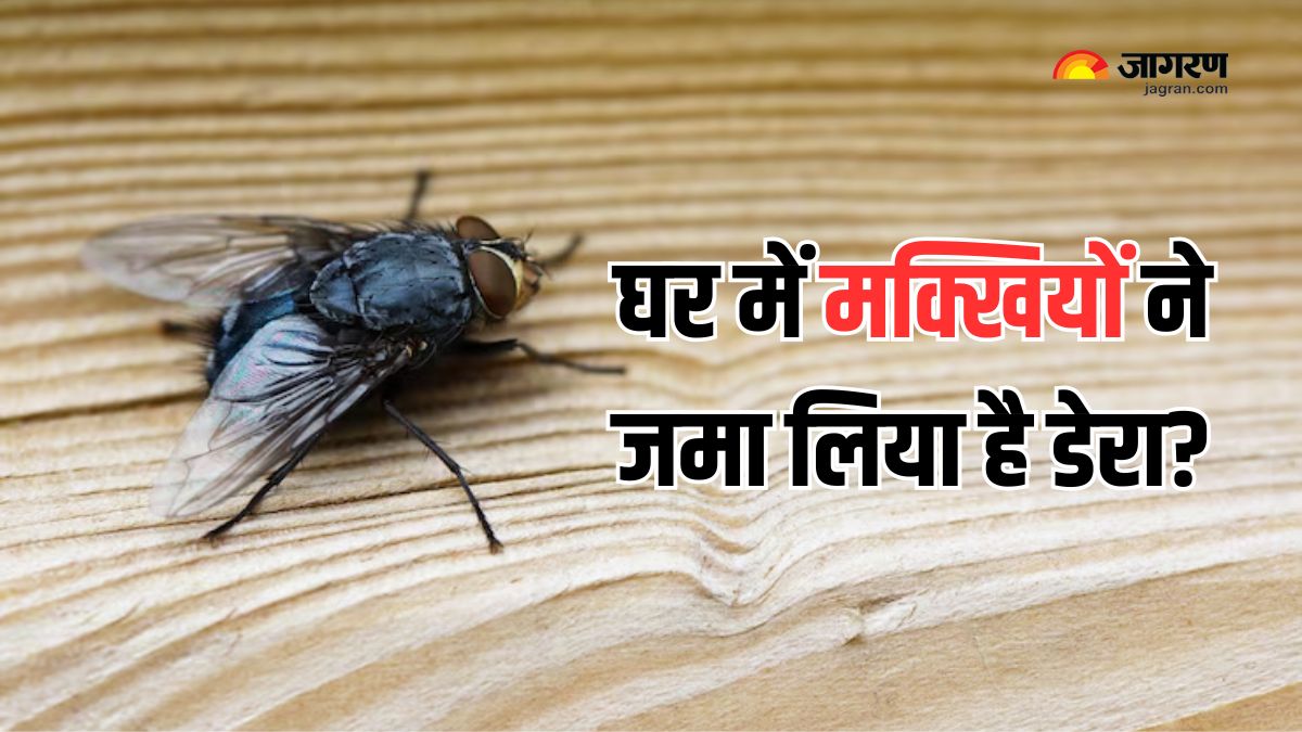 https://www.jagranimages.com/images/2025/06/22/article/image/Tips-to-Keep-Flies-Away-1750592042347.jpg