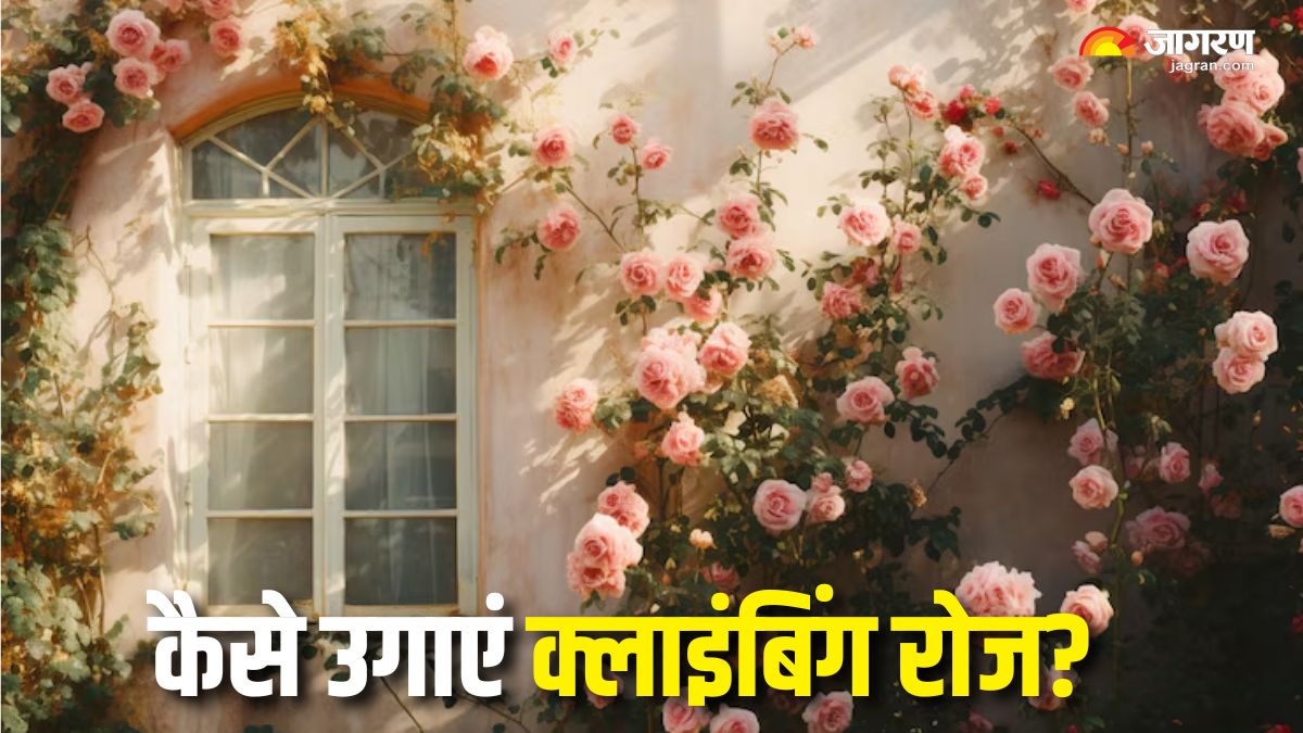 https://www.jagranimages.com/images/2025/06/23/article/image/Climbing-Rose-Growing-Tips-1750678476747.jpg
