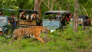 मानसून में क्यों बंद हो जाते हैं भारत के National Parks? (Image Source: Freepik)