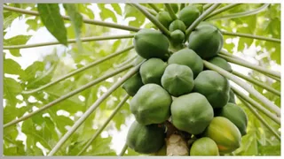 Raw Papaya के फायदे (Image Credit- Freepik)