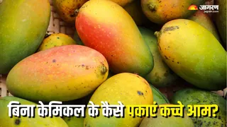 घर पर आम पकाने के टिप्स (Picture Courtesy: Canva)