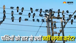 हाई वोल्टेज तार पर क्यों नहीं लगता पक्षियों को करंट? (Picture Courtesy: Freepik)