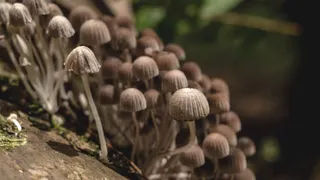 क्या एक 'जादुई खुराक' डिप्रेशन से 5 साल की राहत दे सकती है? (Image Source: Freepik)