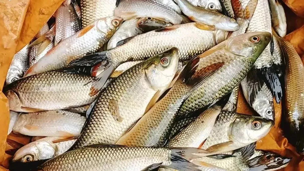 Bihar News: बिहार में मत्स्य किसानों को सशक्त बना रहा है 'भ्रमण दर्शन कार्यक्रम', नई तकनीकों से मिल रहा फायदा
