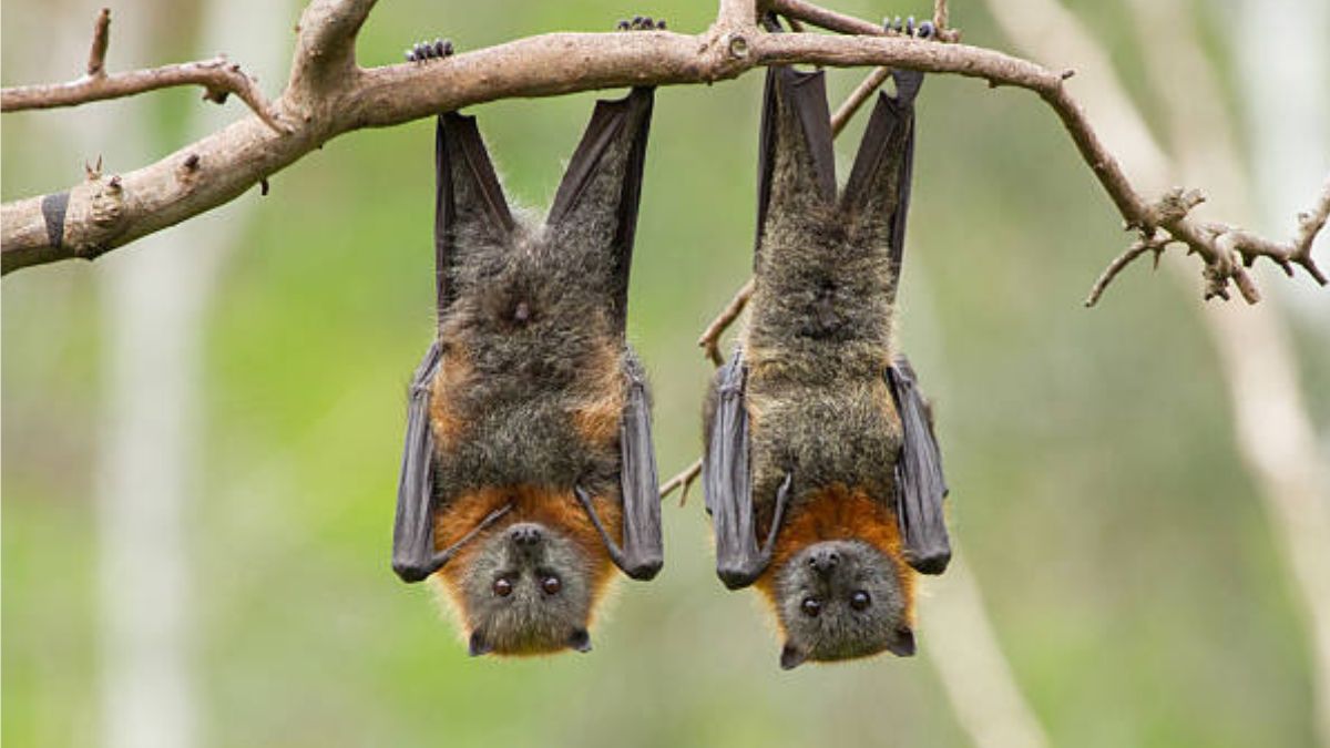 deadly brain viruses found in china can they cause an epidemic know what the study revealed