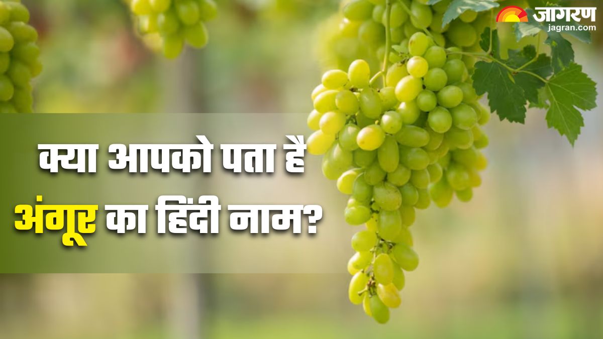 what is grapes called in hindi its not angoor here what you might not know hindi name of grapes