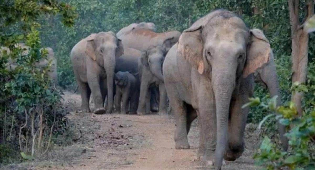 https://www.jagranimages.com/images/2025/06/27/article/image/elephant--1750996972434.jpg
