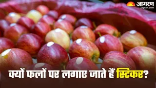 फलों पर क्यों लगाते हैं स्टिकर (Picture Credit- Freepik)