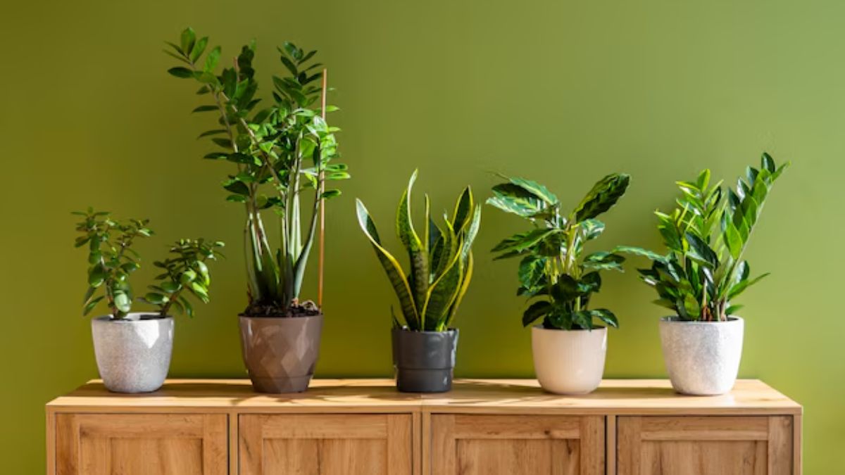 benefits of indoor plants from mental and physical health beyond house decoration