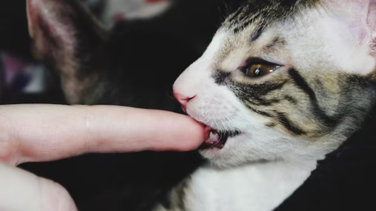 the hidden danger in cat saliva how to prevent cat scratch disease