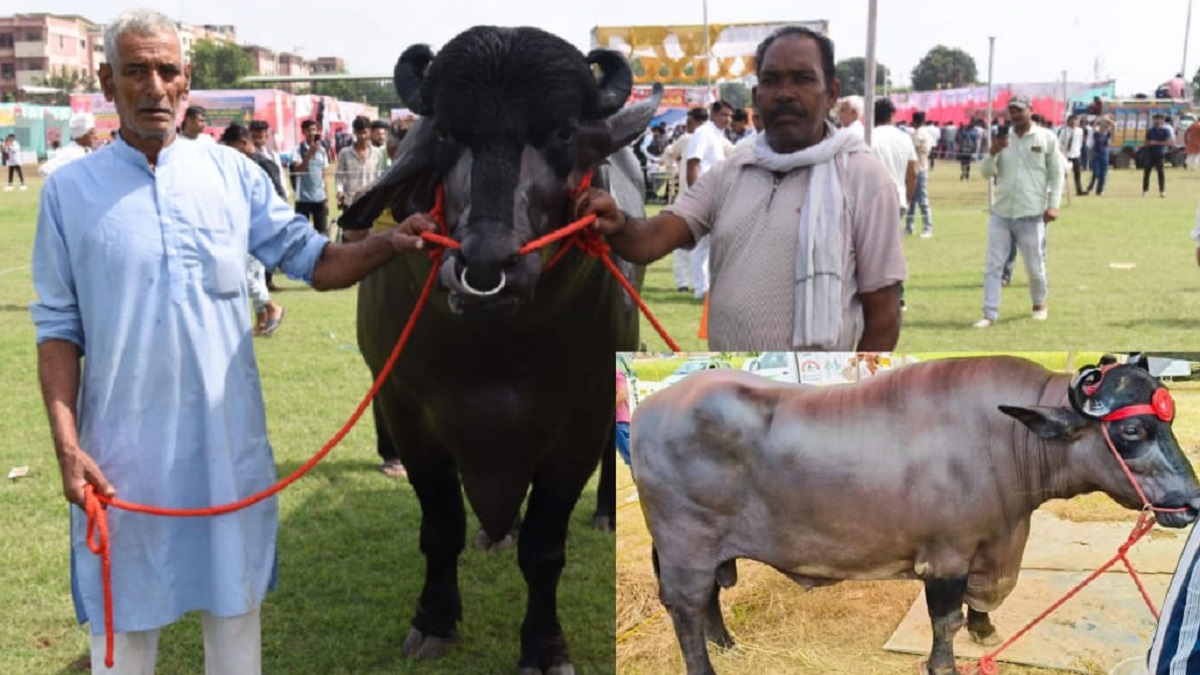 why many buffaloes worth crores of rupees male buffaloes worth 23 and 8 crore rupees in meerut