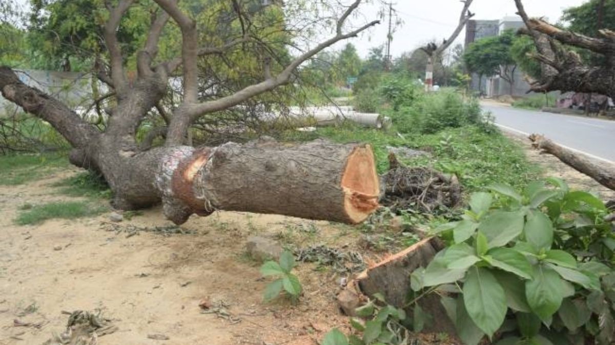 haryana tree cutting forest department permission mandatory