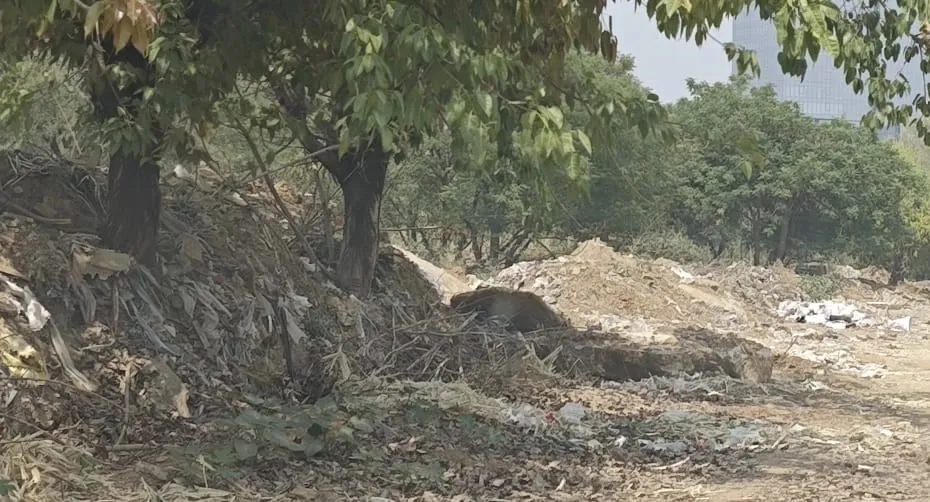 गुरुग्राम से 30 दिन में साफ हो जाएंगे मलबे के ढेर,  साइबर सिटी वासियों को धूल प्रदूषण से मिलेगी निजात 
