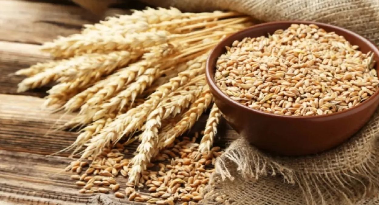 new barley variety pl 942 high yield drought resistant for punjab farmers beneficial for malt industry
