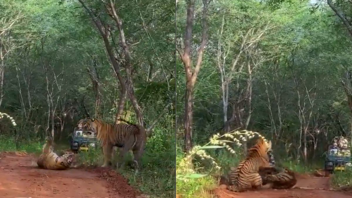 ranthambore tigress fight caught on camera territorial dispute