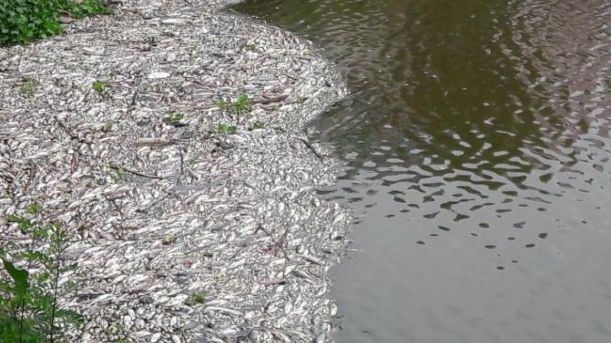 dead fish found in a pond in this kaithal village sparking fears of a disease outbreak panic grips the area