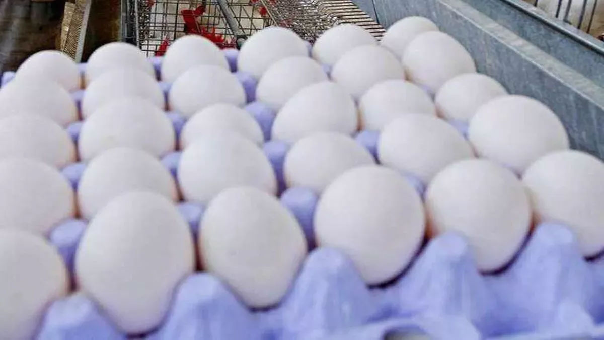 rotten eggs being distributed in the name of nutritious food in anganwadi centres