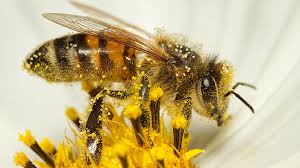 bee attack disrupts football match in tanda stadium
