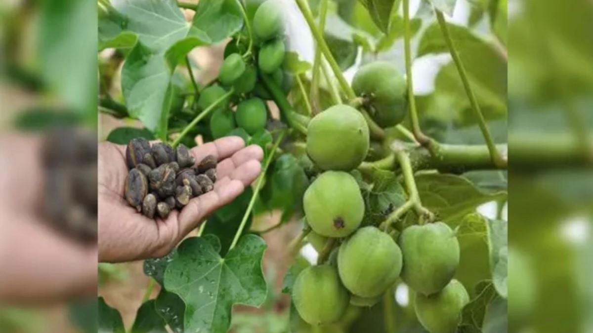 two children fall ill after eating jatropha seeds in mirzapur