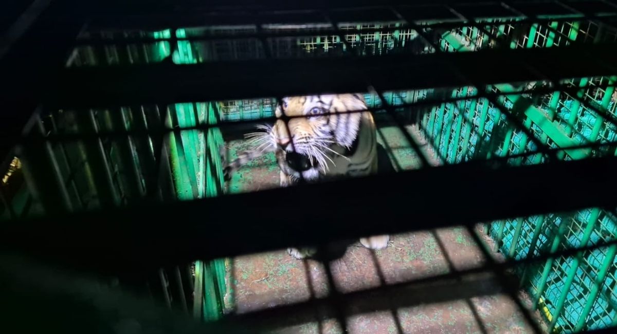 sitapur cub captured after tiger and tigress trapped area sealed