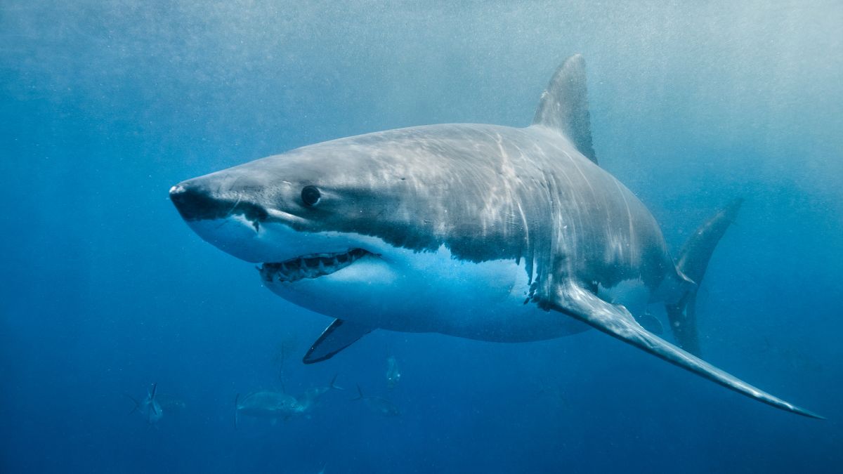 giant great white shark spotted in atlantic 14 ft 1653 lbs