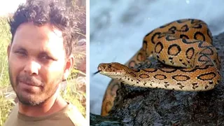 विक्की का फाइल फोटो। रसेल वाइपर सांप का फाइल फोटो।