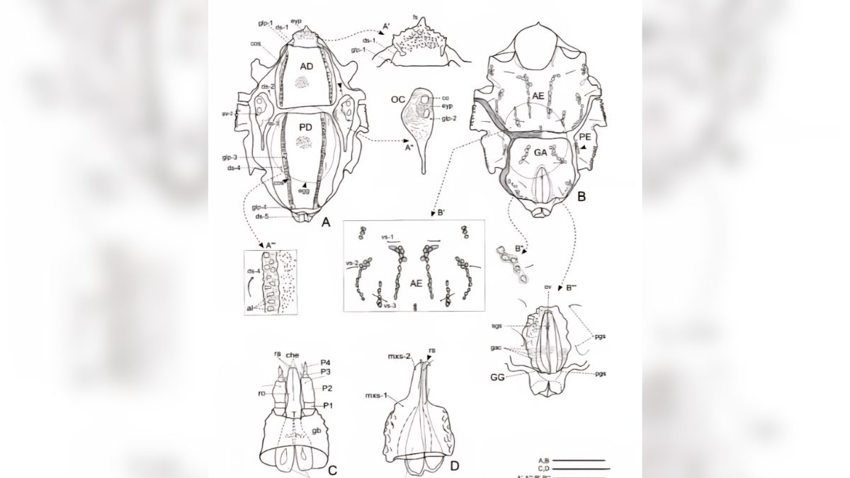 new water mite species discovered named after indian scientist