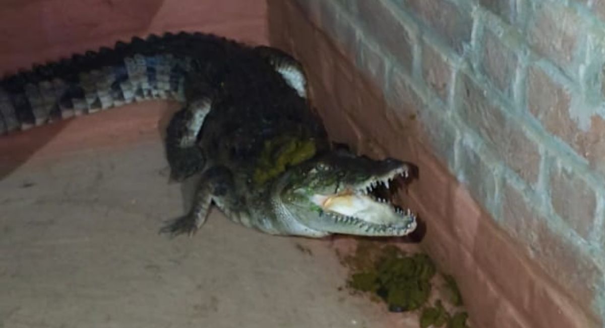 crocodile enters house in pilibhit village creates panic