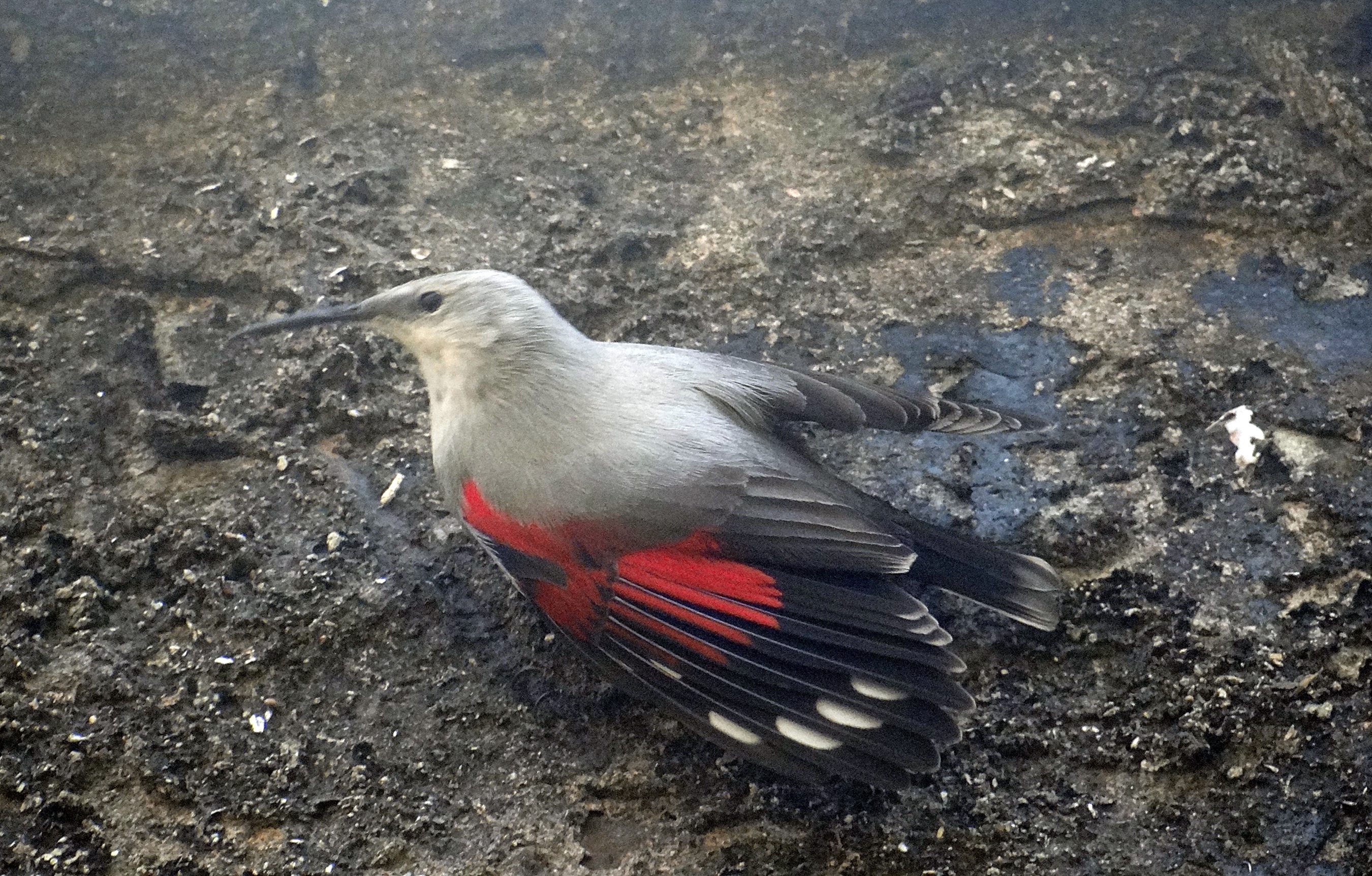 migratory birds flock to uttarakhand a haven for avian visitors