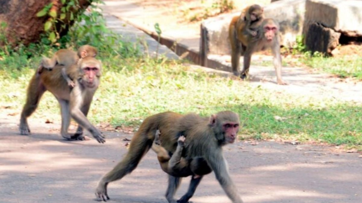 injured monkey creates panic in meerut apartment residents allege negligence