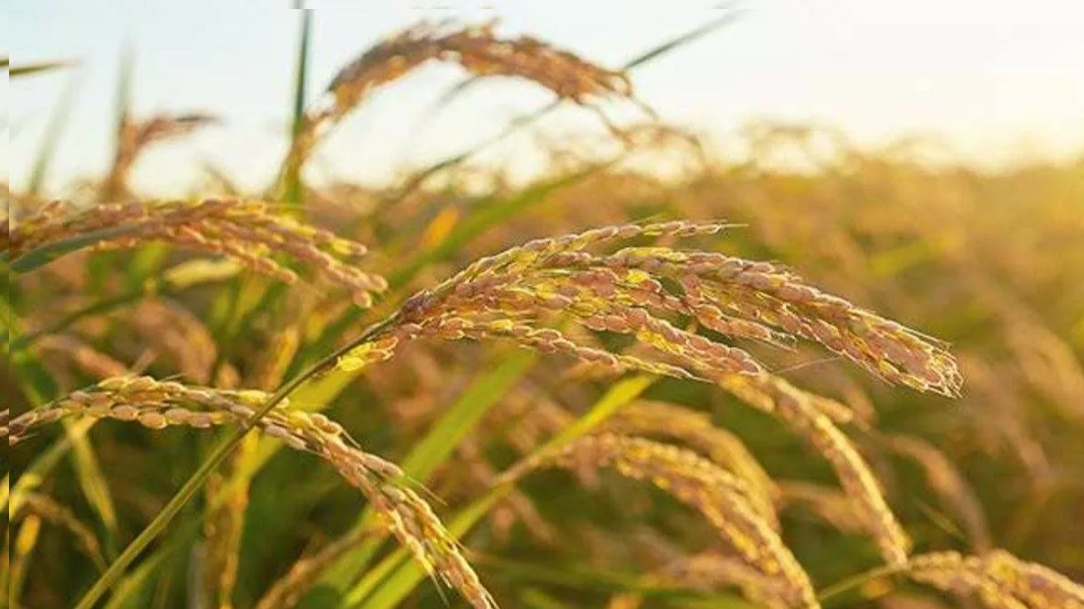 punjab farmers face new threat turmeric disease hits rice crop