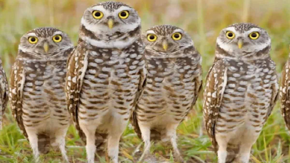 uttarakhand forest department night vigil to stop owl hunting