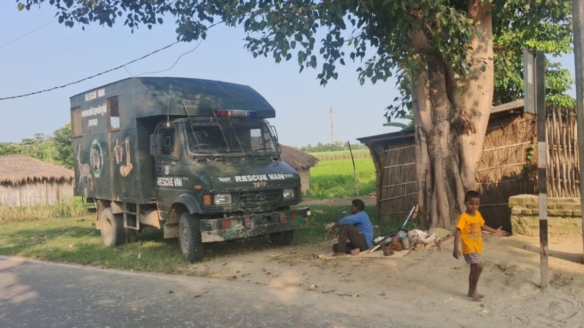 west champaran news tiger strayed from the forest and reached sisai sareh in gaunaha