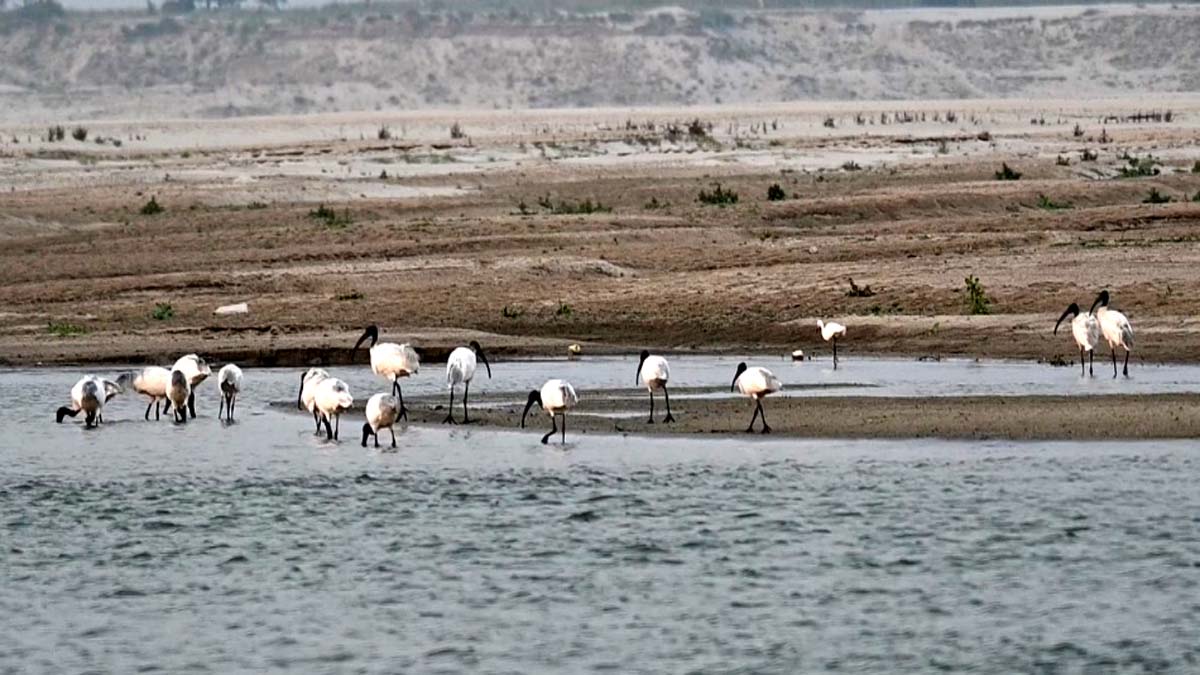 world migratory bird day 2025 lots of migratory birds reached on banks of ganges in bhagalpur bihar
