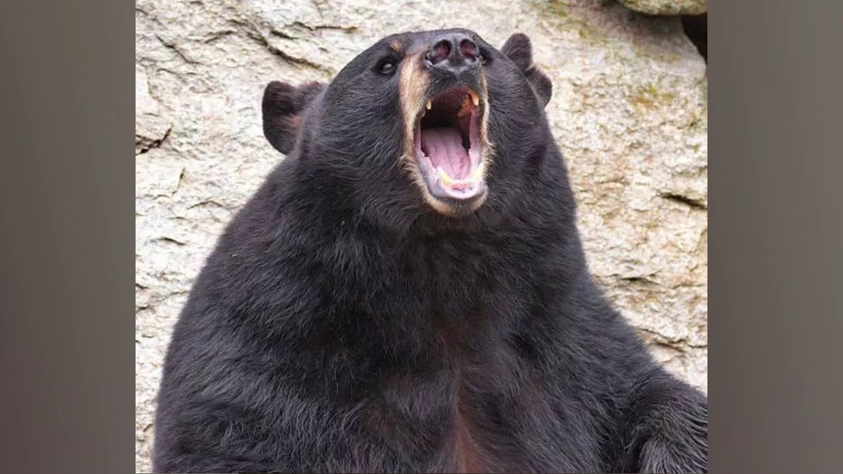 bear attack two injured in location name safety alert