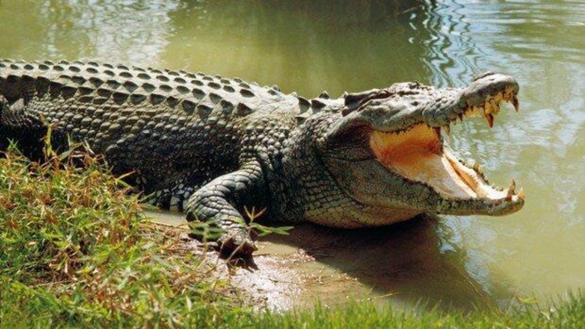 rajasthan 10 foot long crocodile tiger carried it away on his shoulders like bahubali