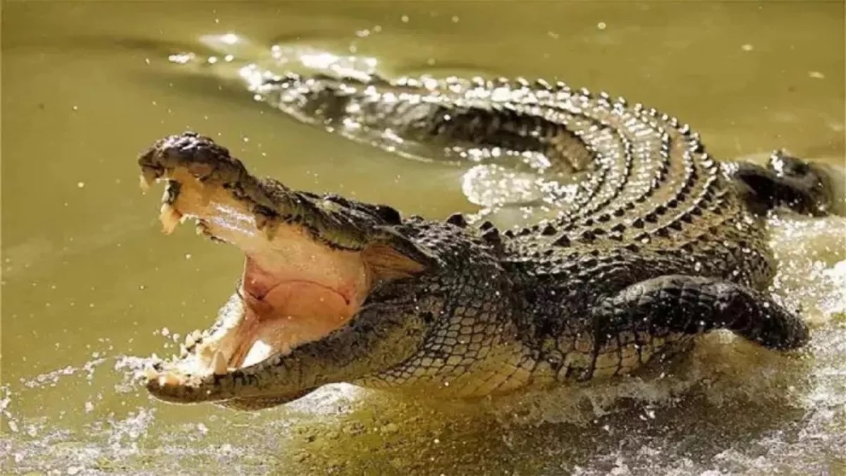 bijnor news crocodile in pond in mussepur village of bijnor for a year villagers panic