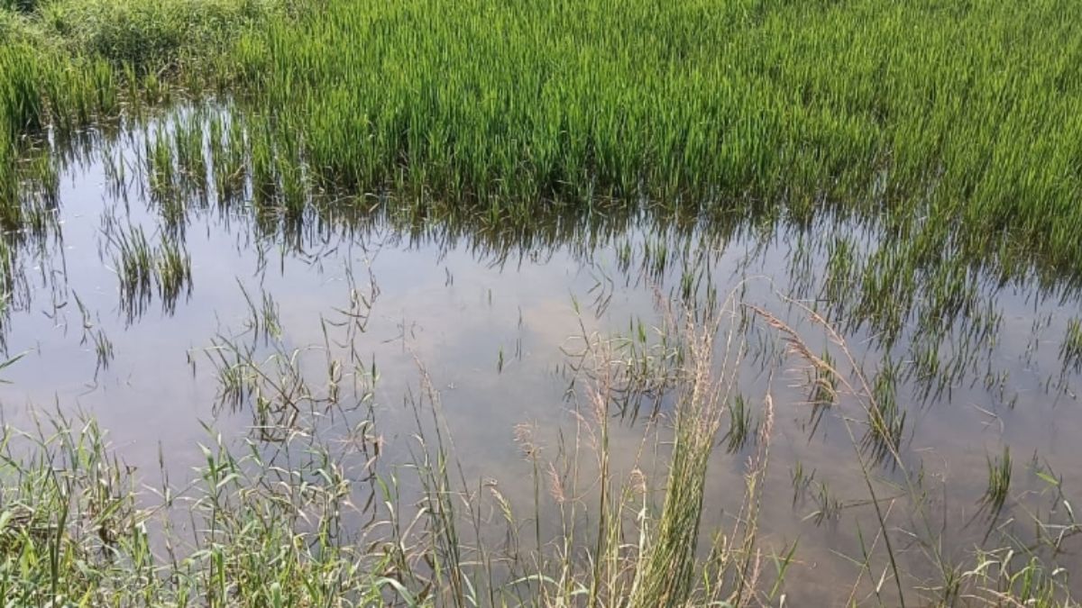 flood in chher river destroys paddy crops farmers face losses