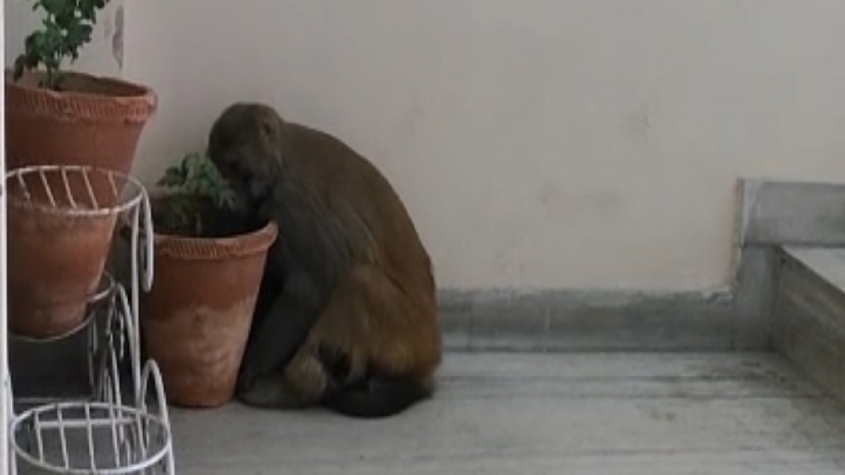meerut news monkeys enter apartments causing panic forest department meerut nagar niagm take no action