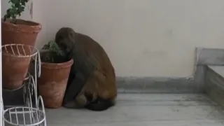 मेरठ के सनव्यू अपार्टमेंट में सीढ़ियों के पास बैठा घायल बंदर। सौ. स्थानीय निवासी