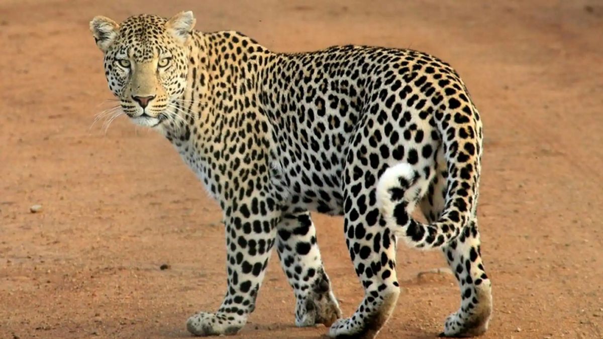 leopard spotted in palwal village cctv footage creates panic