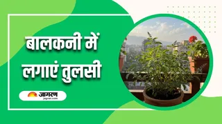 अपनी बालकनी में तुलसी का पौधा रखने के मिलते हैं कई हैरान करने वाले फायदे (Image Source: AI-Generated)